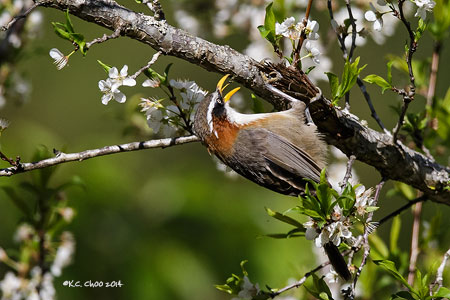 White-browed Scimitar Babbler