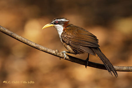 White-browed Scimitar Babbler
