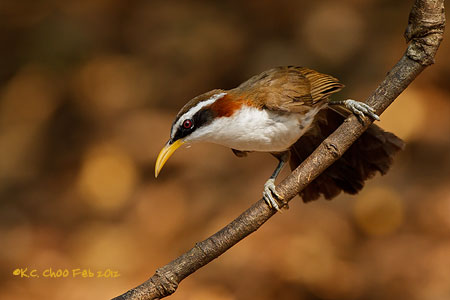 White-browed Scimitar Babbler