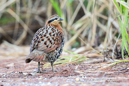 Mountain Bamboo Partridge