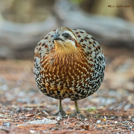 Mountain Bamboo Partridge