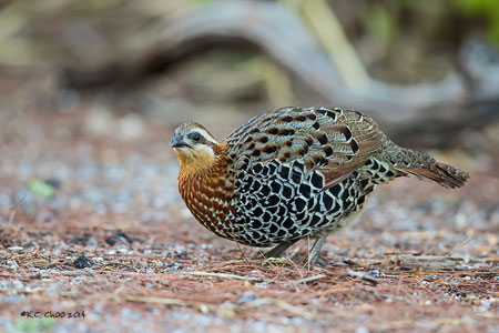 Mountain Bamboo Partridge