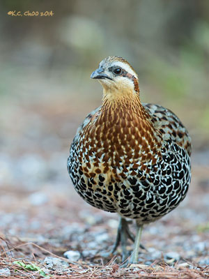 Mountain Bamboo Partridge