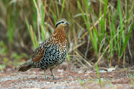 Mountain Bamboo Partridge