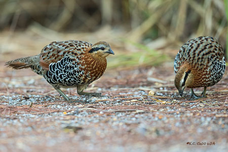 Mountain Bamboo Partridge