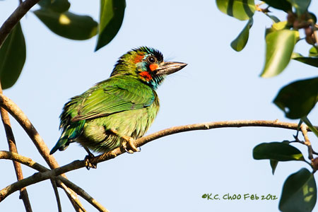 Blue-eared Barbet