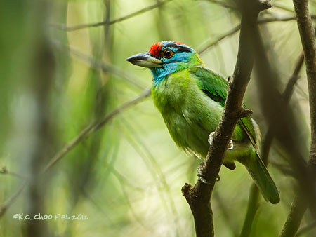 Blue-throated Barbet