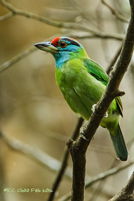 Blue-throated Barbet