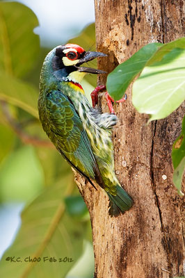 Coppersmith Barbet