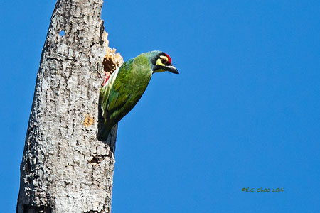 Coppersmith Barbet