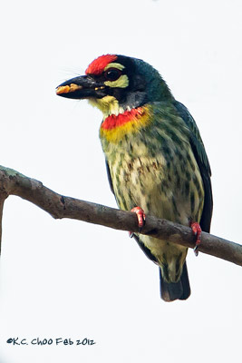 Coppersmith Barbet