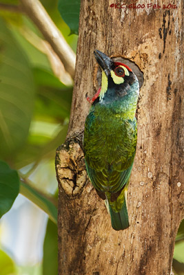 Coppersmith Barbet