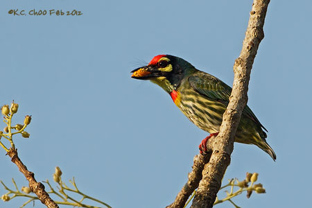 Coppersmith Barbet