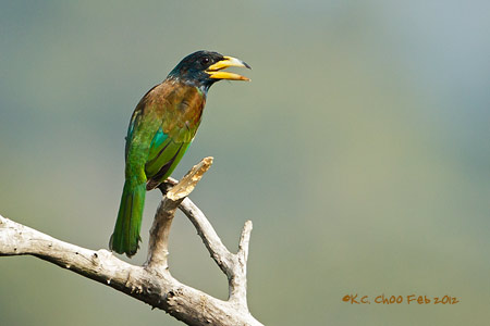 Great Barbet