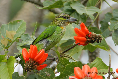 Green-eared Barbet