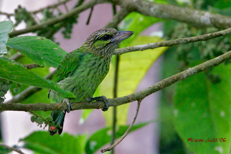 Green-eared Barbet
