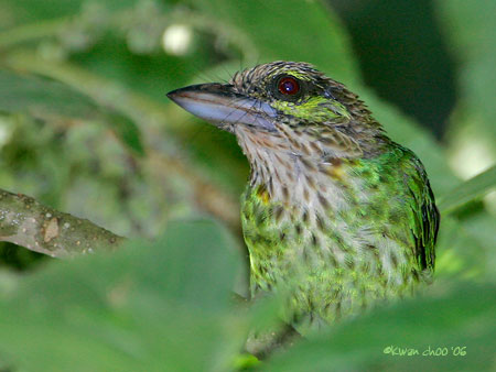 Green-eared Barbet