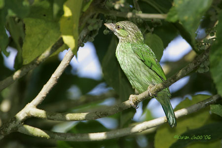 Green-eared Barbet