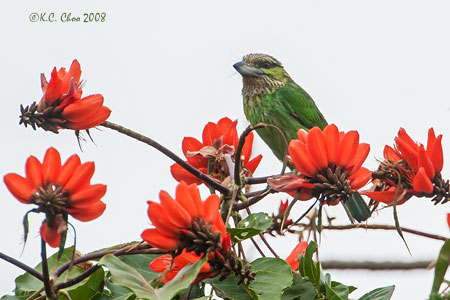 Green-eared Barbet