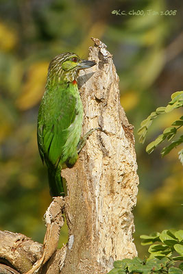 Green-eared Barbet