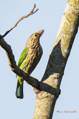 Lineated Barbet