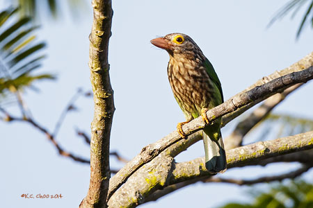 Lineated Barbet