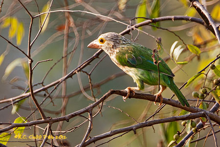 Lineated Barbet