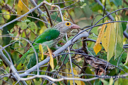 Lineated Barbet