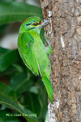 Moustached Barbet