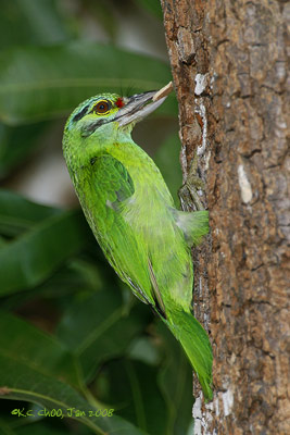 Moustached Barbet