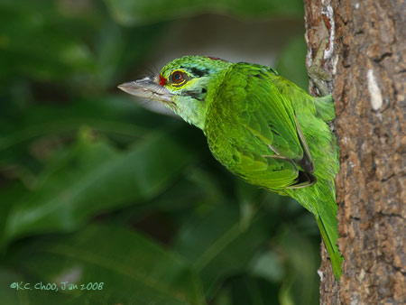 Moustached Barbet