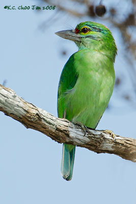 Moustached Barbet