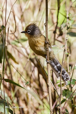 Spectacled Barwing