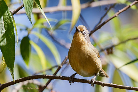 Spectacled Barwing