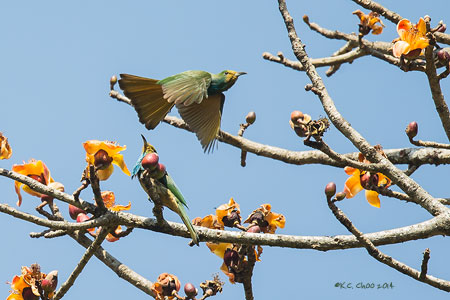 Blue-bearded Bee-eater