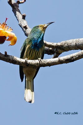 Blue-bearded Bee-eater