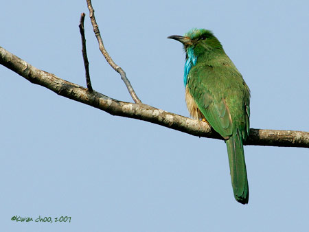 Blue-bearded Bee-eater