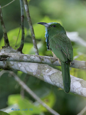 Blue-bearded Bee-eater