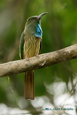 Blue-bearded Bee-eater