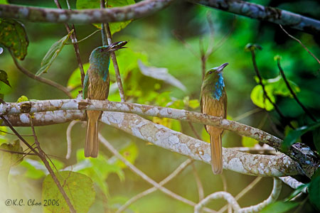 Blue-bearded Bee-eater