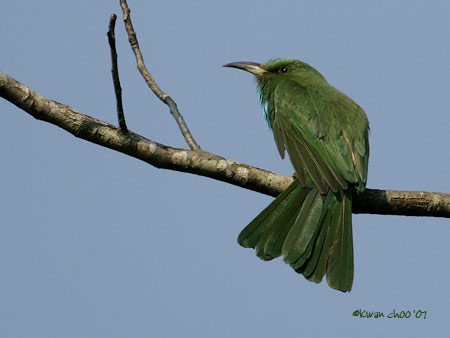 Blue-bearded Bee-eater