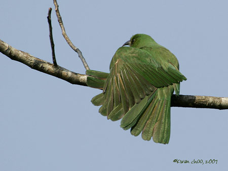 Blue-bearded Bee-eater