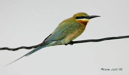 Blue-tailed Bee-eater