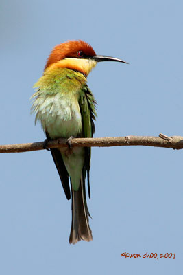 Chestnut-headed Bee-eater
