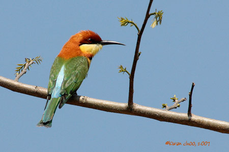 Chestnut-headed Bee-eater