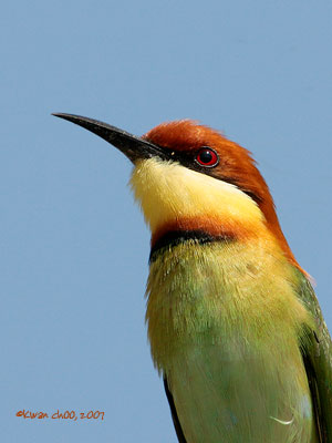 Chestnut-headed Bee-eater