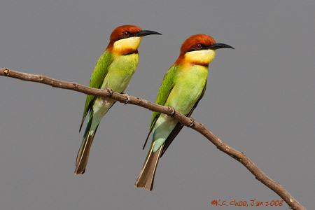 Chestnut-headed Bee-eater