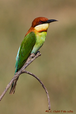 Chestnut-headed Bee-eater