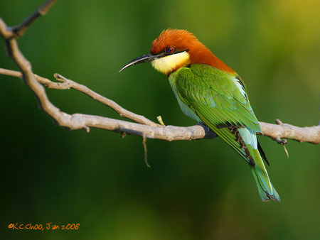 Chestnut-headed Bee-eater