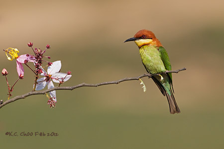Chestnut-headed Bee-eater